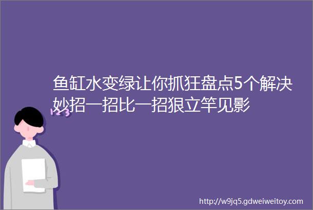 鱼缸水变绿让你抓狂盘点5个解决妙招一招比一招狠立竿见影